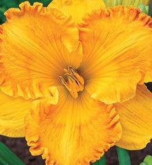 Hemerocallis 'Jean Paquin'