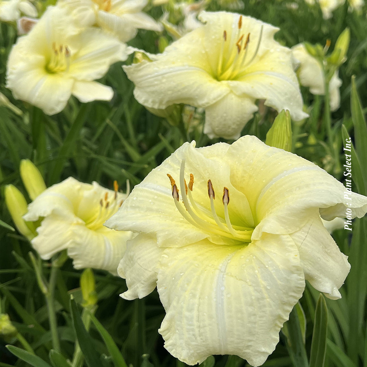 Hémérocalle ‘Joan Senior’ — Hemerocallis