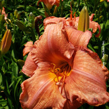 Hemerocallis 'Mauna Loa'