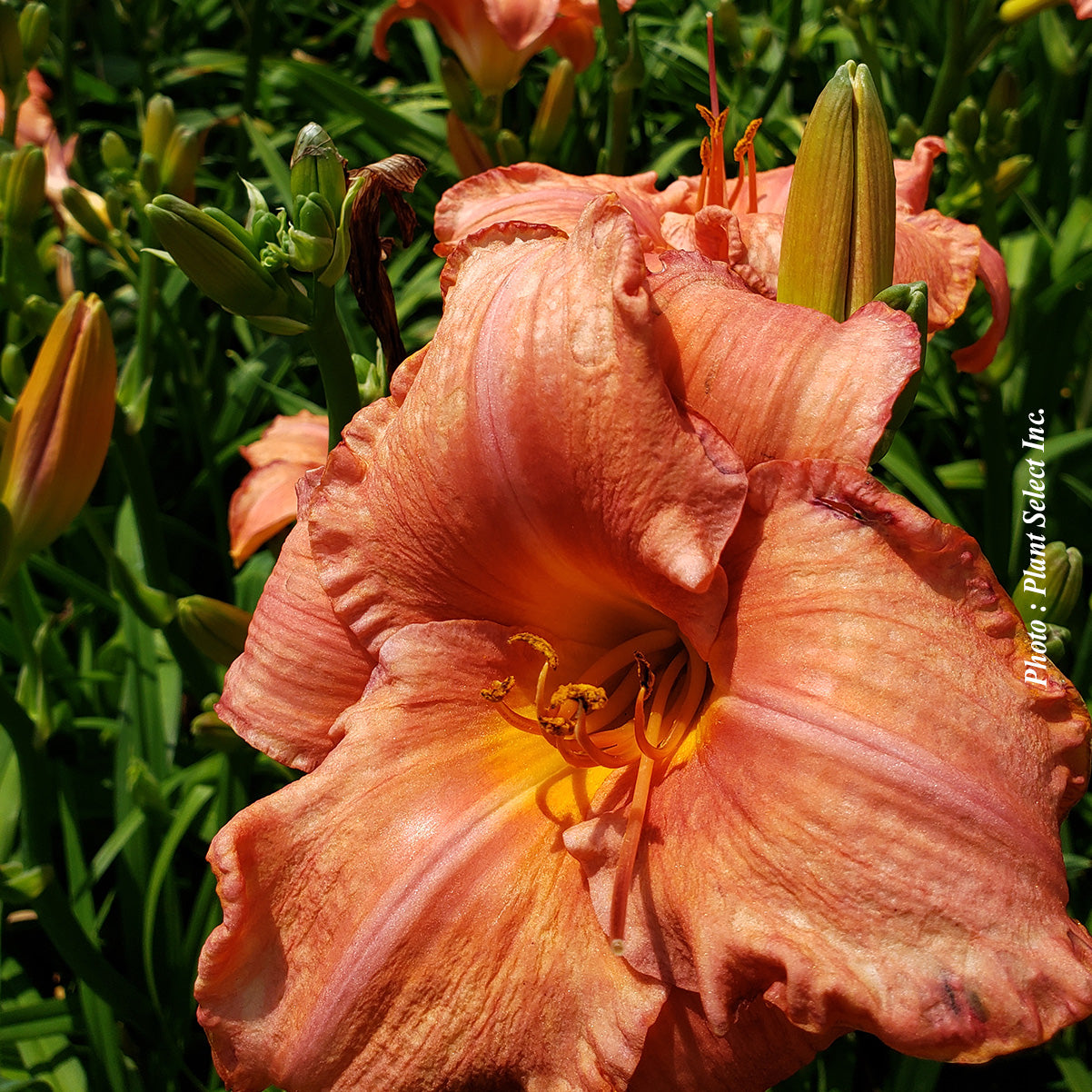 Hemerocallis 'Mauna Loa'