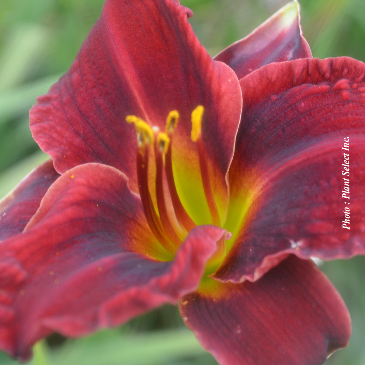 Hemerocallis 'Pardon Me'
