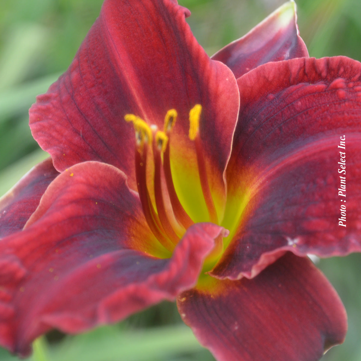 Hemerocallis 'Pardon Me'