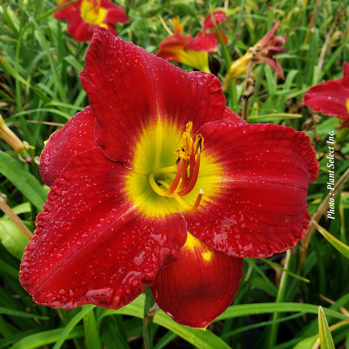 Hemerocallis 'Passion for Red'