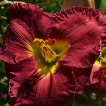 Hemerocallis 'Paul Watts'