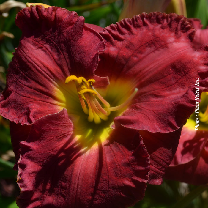 Hemerocallis 'Paul Watts'