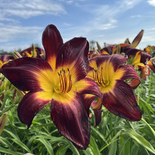 Hemerocallis 'Rainbow Rhythm Persian Ruby'