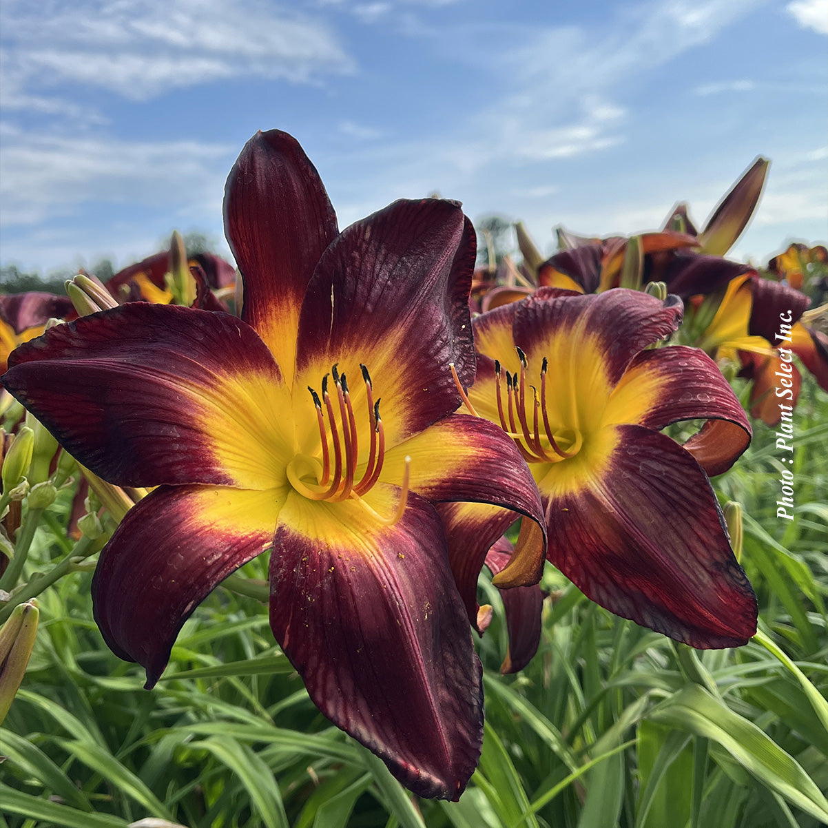 Hemerocallis 'Rainbow Rhythm Persian Ruby'