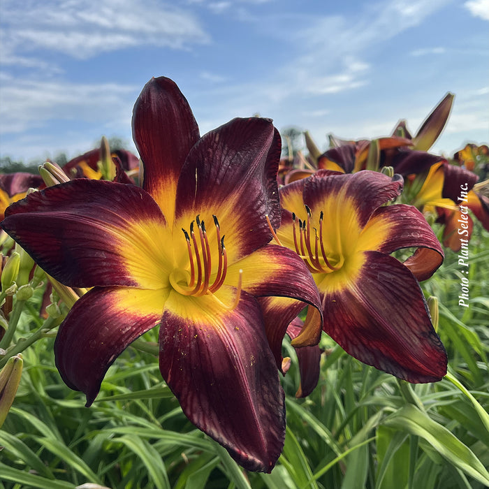 Hemerocallis 'Rainbow Rhythm Persian Ruby'