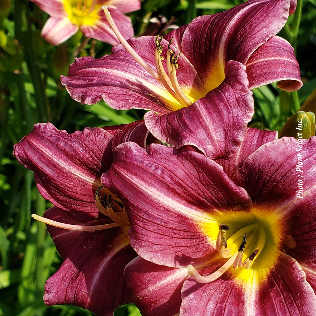 Hémérocalle ‘Purple d'Oro’ — Hemerocallis