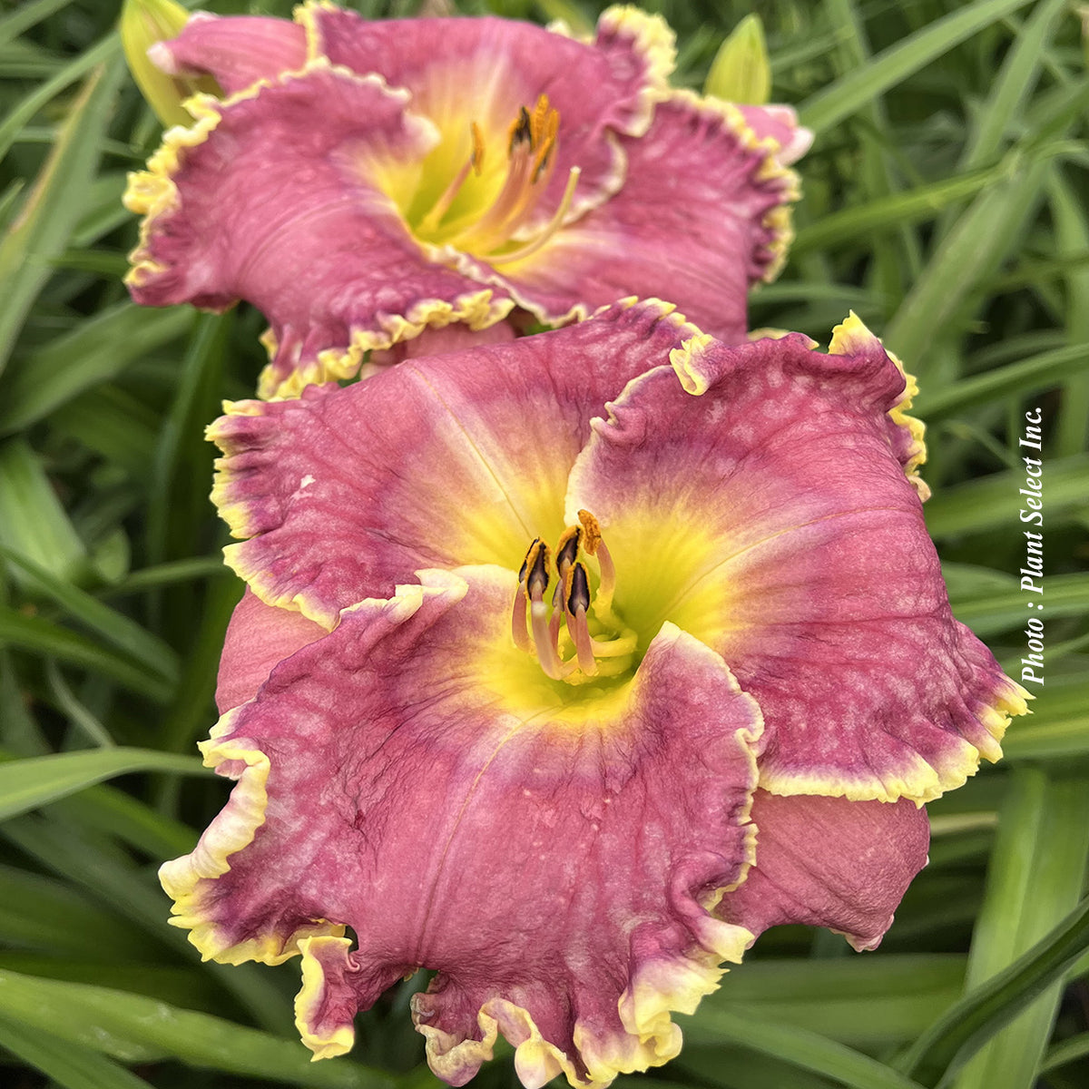 Hemerocallis 'Raspberry Eclipse'