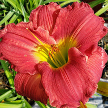 Hemerocallis 'Red Hot Return'