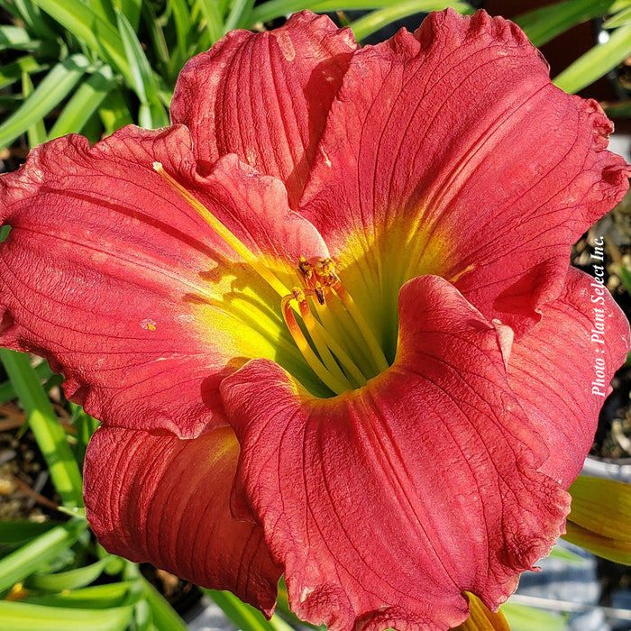 Hemerocallis 'Red Hot Return'