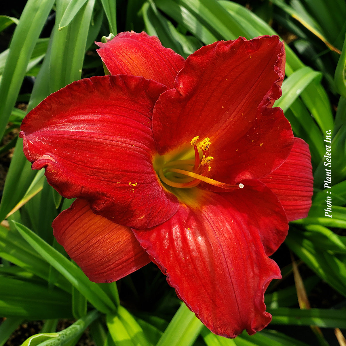 Hemerocallis 'Red Pinocchio'