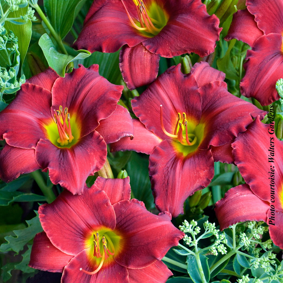 Hemerocallis 'Red Razzmatazz'