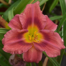 Hemerocallis 'Rosy Returns'