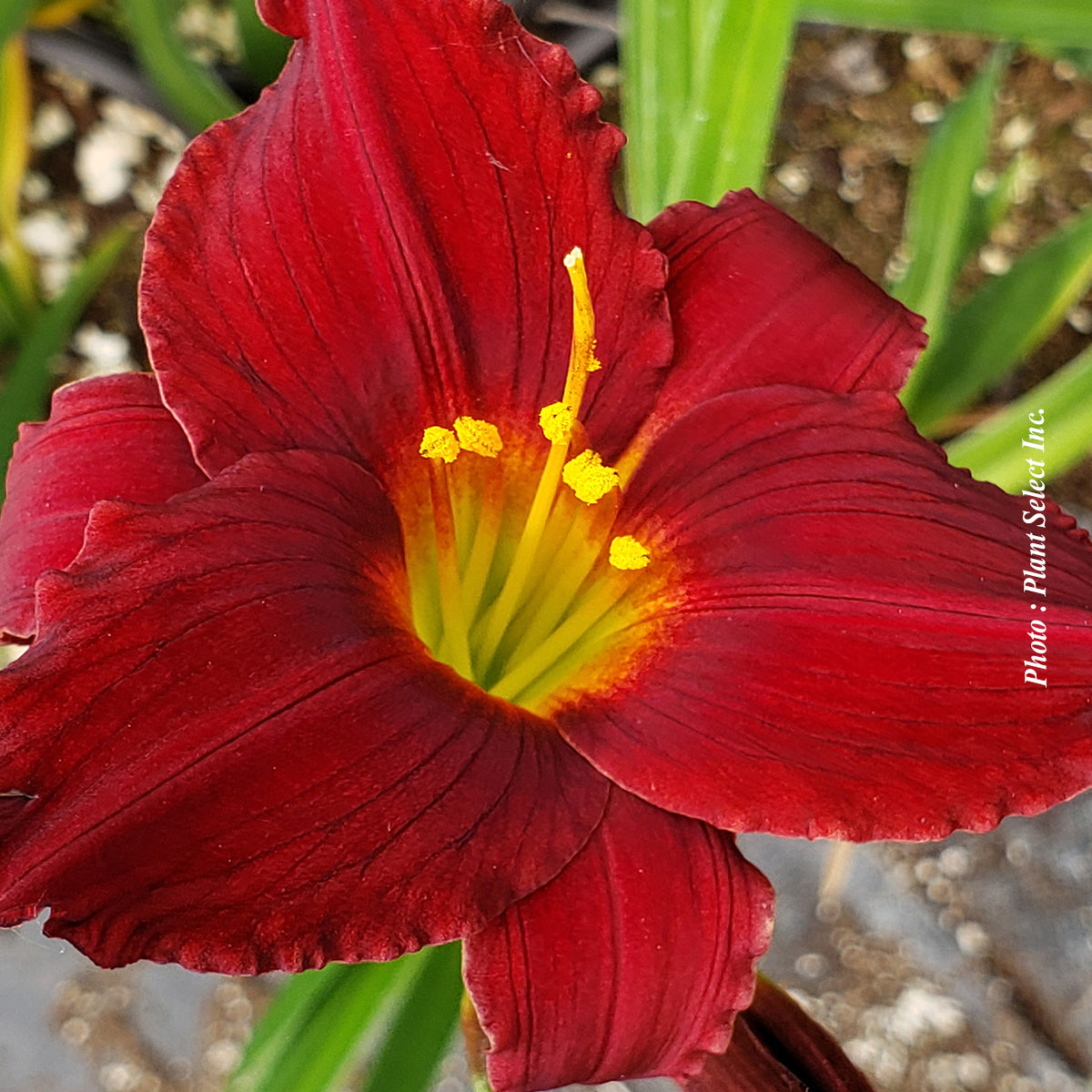 Hemerocallis 'Ruby d'Oro'