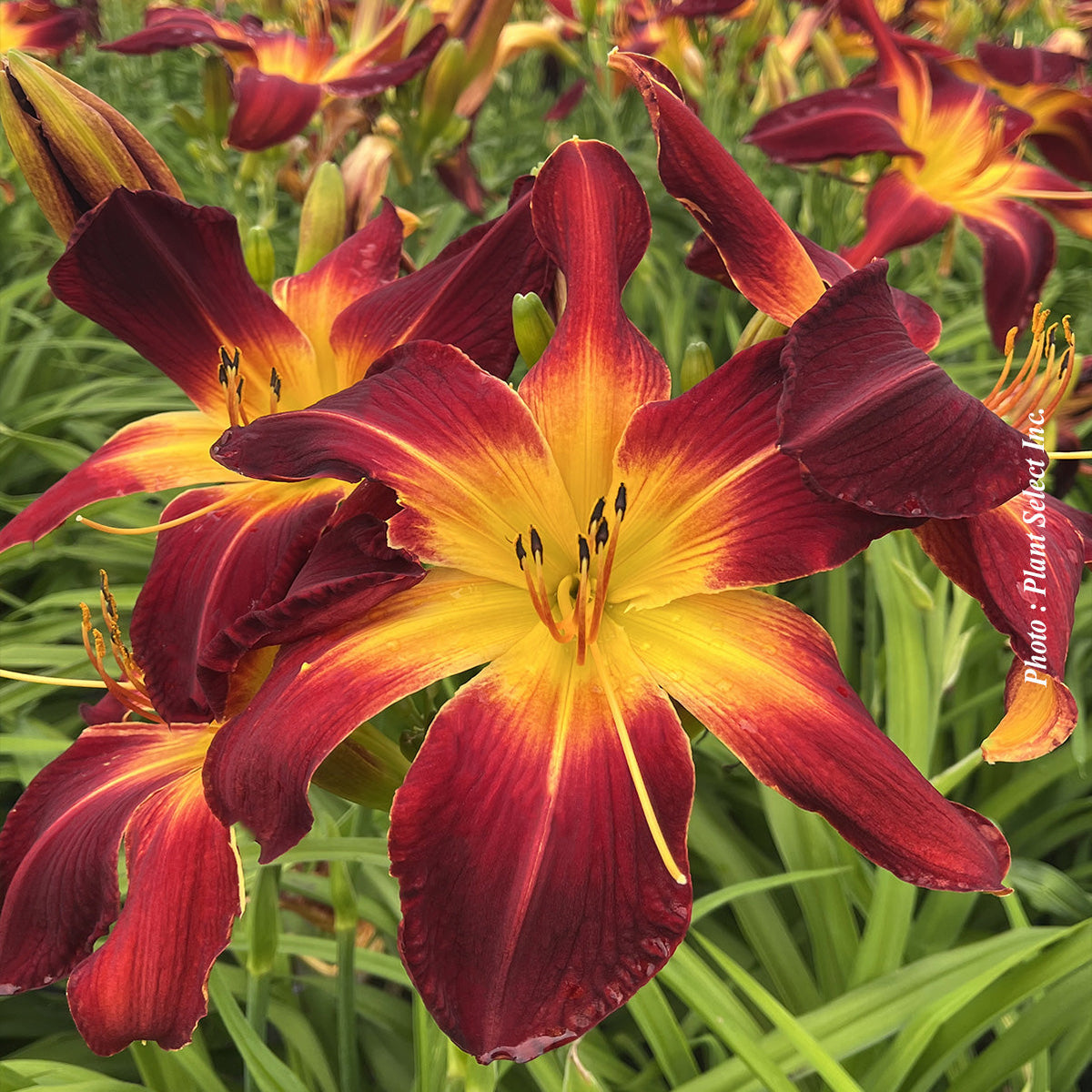 Hémérocalle 'Rainbow Rhythm Ruby Spider'. Les larges pétales courbes entourent le cœur ouvert et ses étamines saillantes. Les fleurs présentent des tons rouge foncé, avec des plis plus sombres entre les pétales. Des marques jaunes et de fines lignes foncées vont vers le cœur de la fleur. Les longues feuilles vertes étroites se trouvent près des fleurs et de leurs tiges. Plusieurs fleurs occupent le cadre, certaines de face et d’autres tournées de côté.