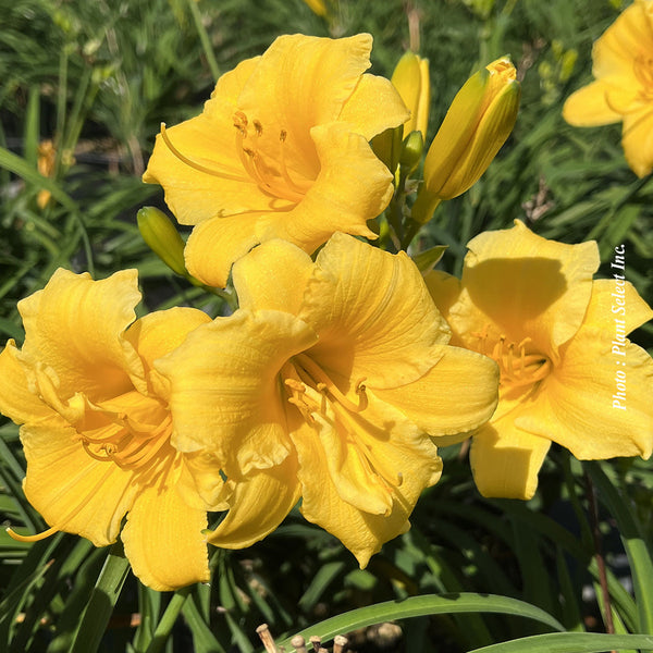 Daylily 'Stella de Oro'