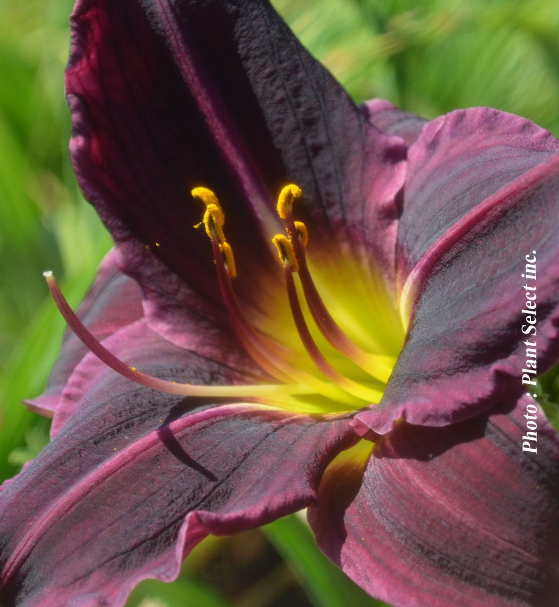Hemerocallis 'Stella in Purple'