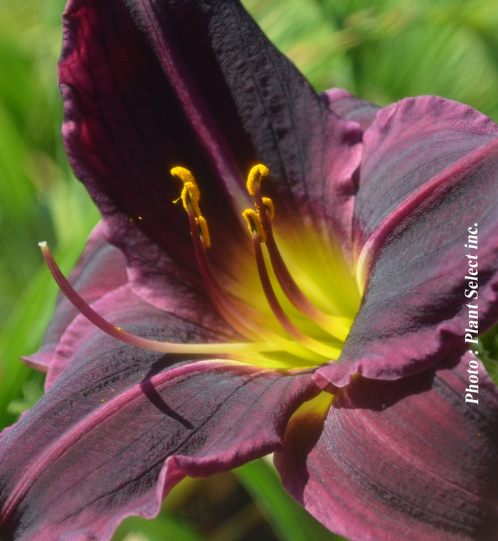 Hemerocallis 'Stella in Purple'