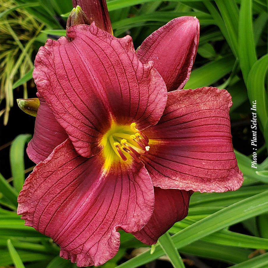 Hemerocallis 'Stella in Red'