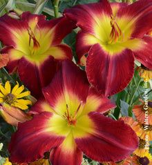 Hemerocallis 'Wilfrid Dion'