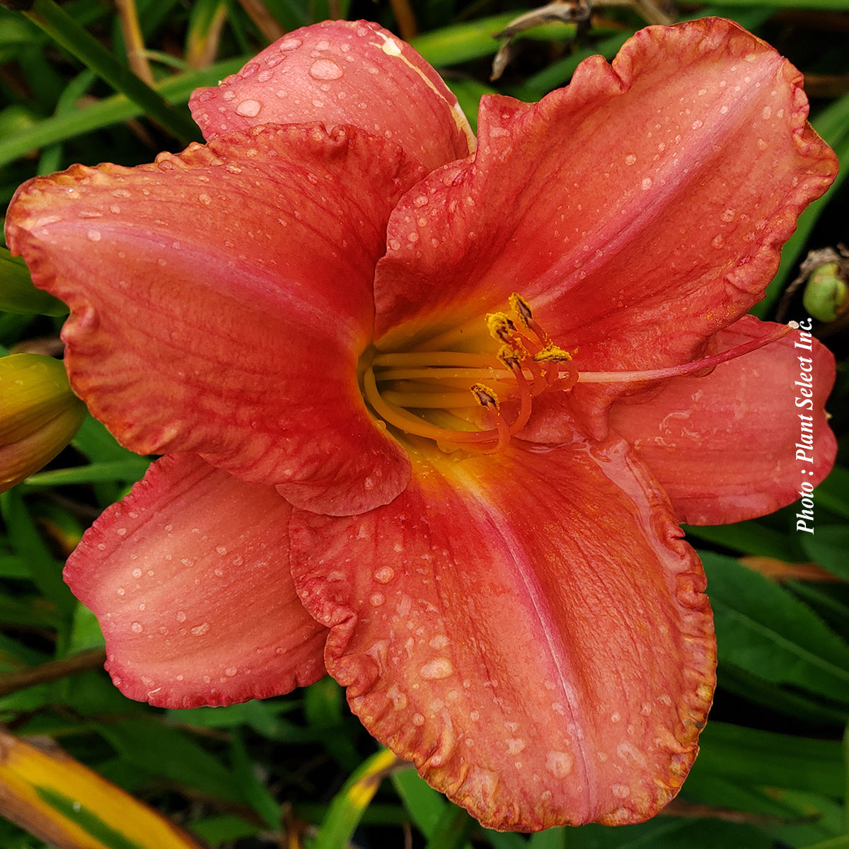 Daylily 'Yvon Cleroux'