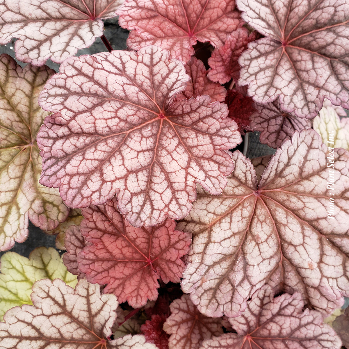 Heuchera 'Berry Smoothie'