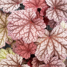 Heuchera 'Berry Smoothie'