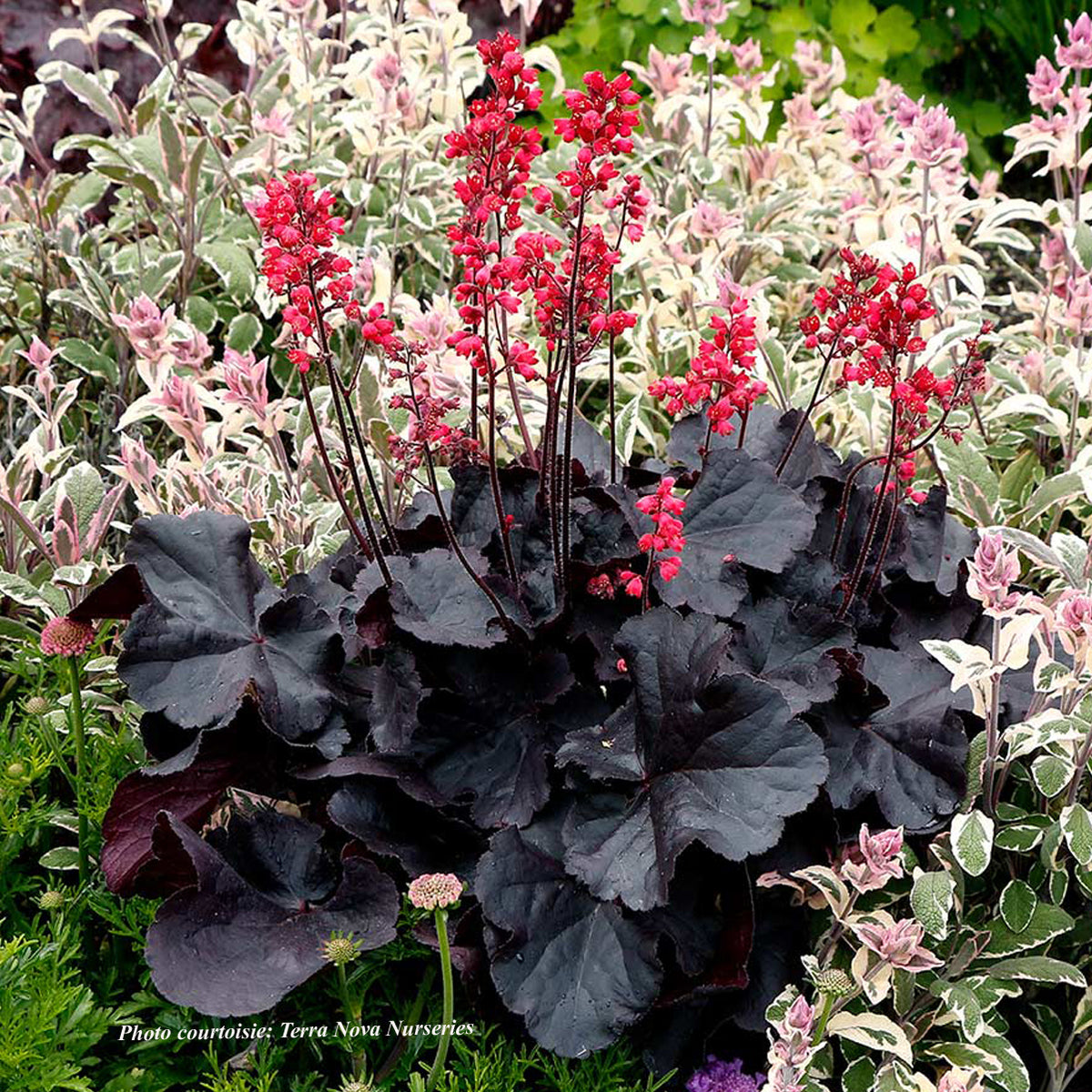 Heuchère ‘Black Forest Cake’ — Heuchera