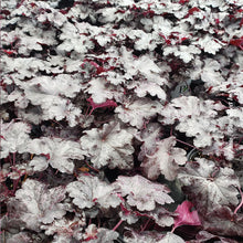 Heuchera 'Primo Black Pearl'
