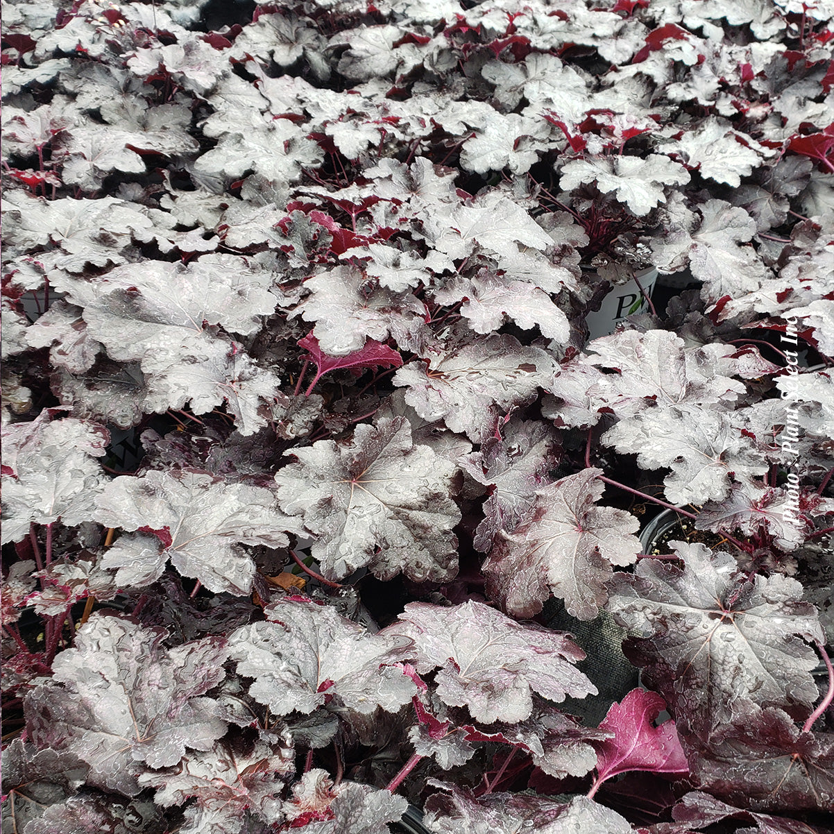 Heuchera 'Primo Black Pearl'