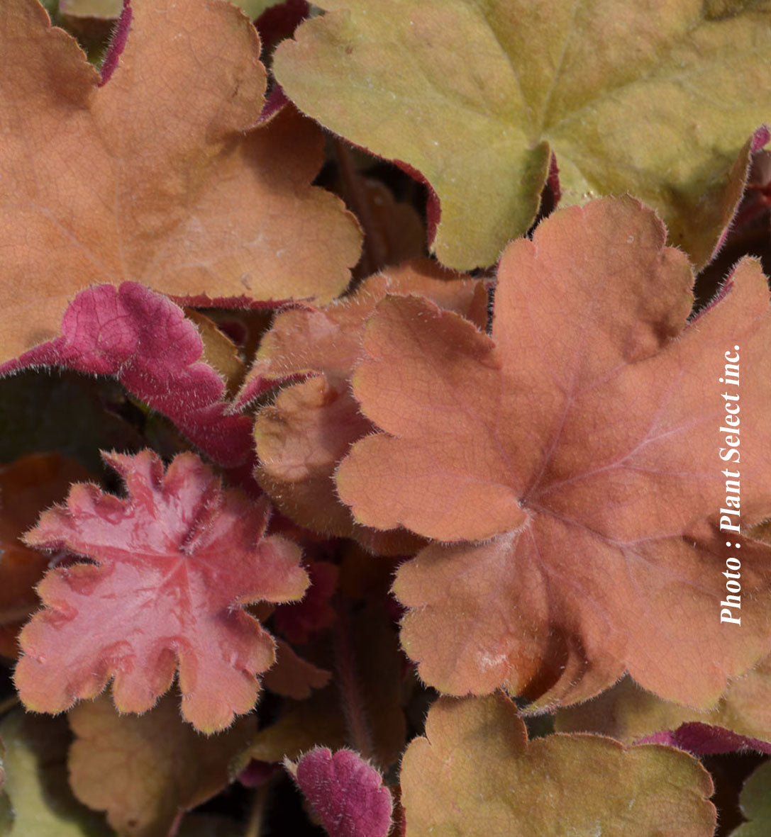 Heuchera 'Caramel'