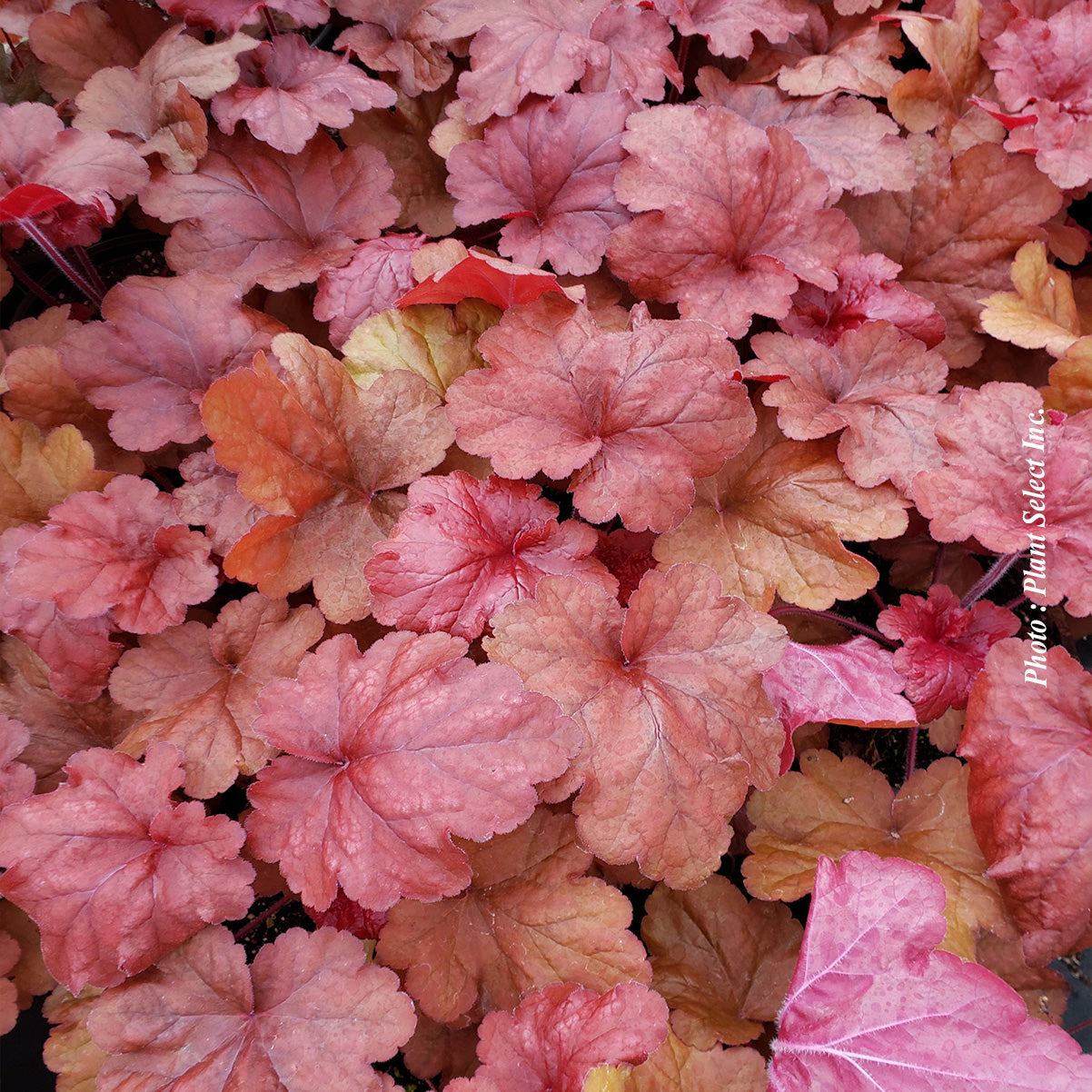 Heuchera 'Fire Alarm'