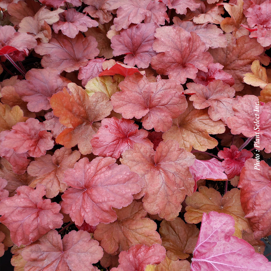 Heuchera 'Fire Alarm'