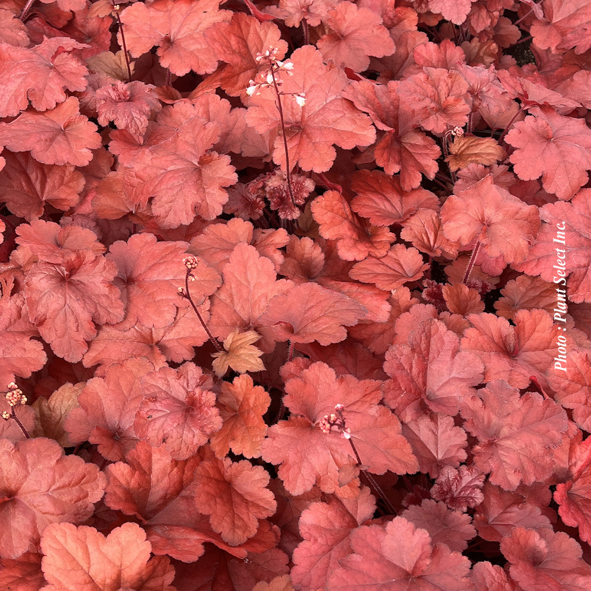 Heuchera 'Forever Red'