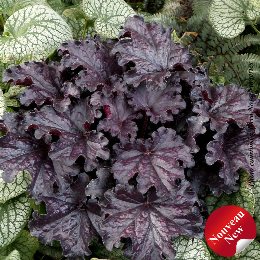 Heuchera 'Forever Midnight'