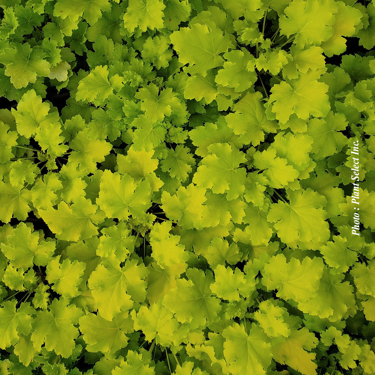 Heuchera 'Lime Marmalade'