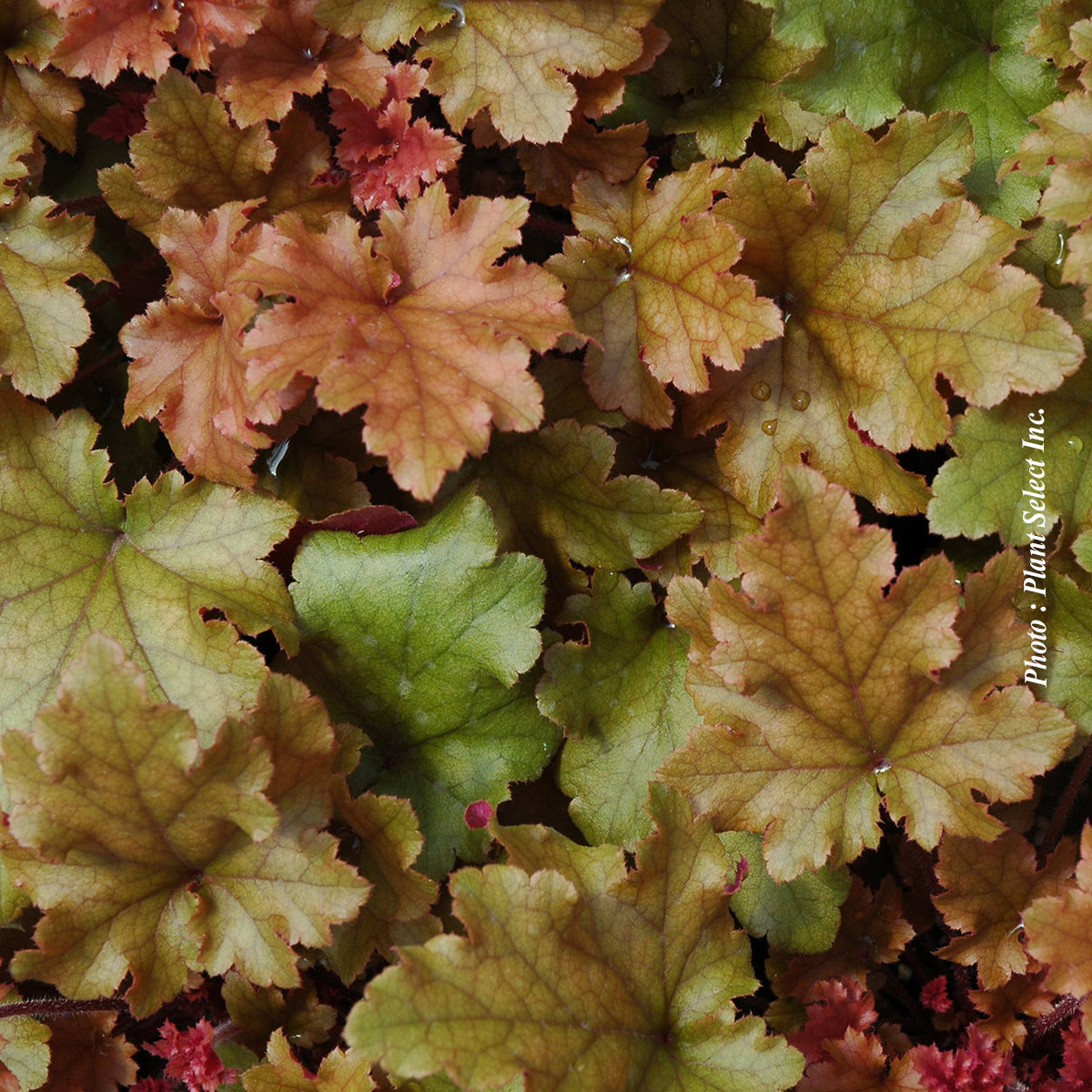 Heuchera 'Marmalade'