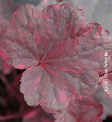 Heuchera 'Midnight Rose'