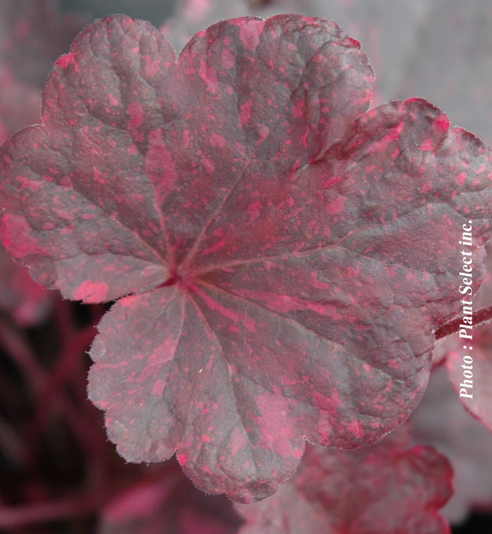Heuchera 'Midnight Rose'