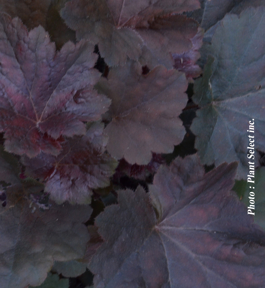 Heuchera 'Obsidian'