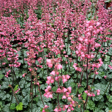 Heuchera 'City Paris'