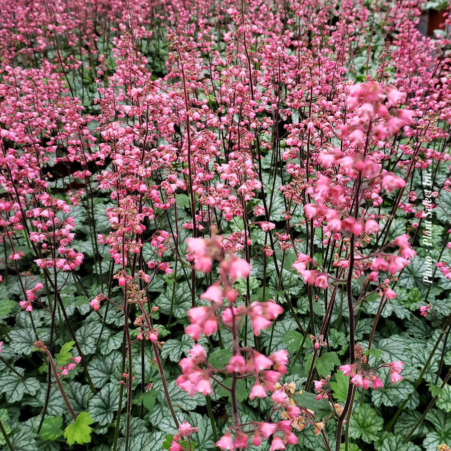 Heuchera 'City Paris'