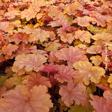 Heuchera 'Primo Peachberry Ice'