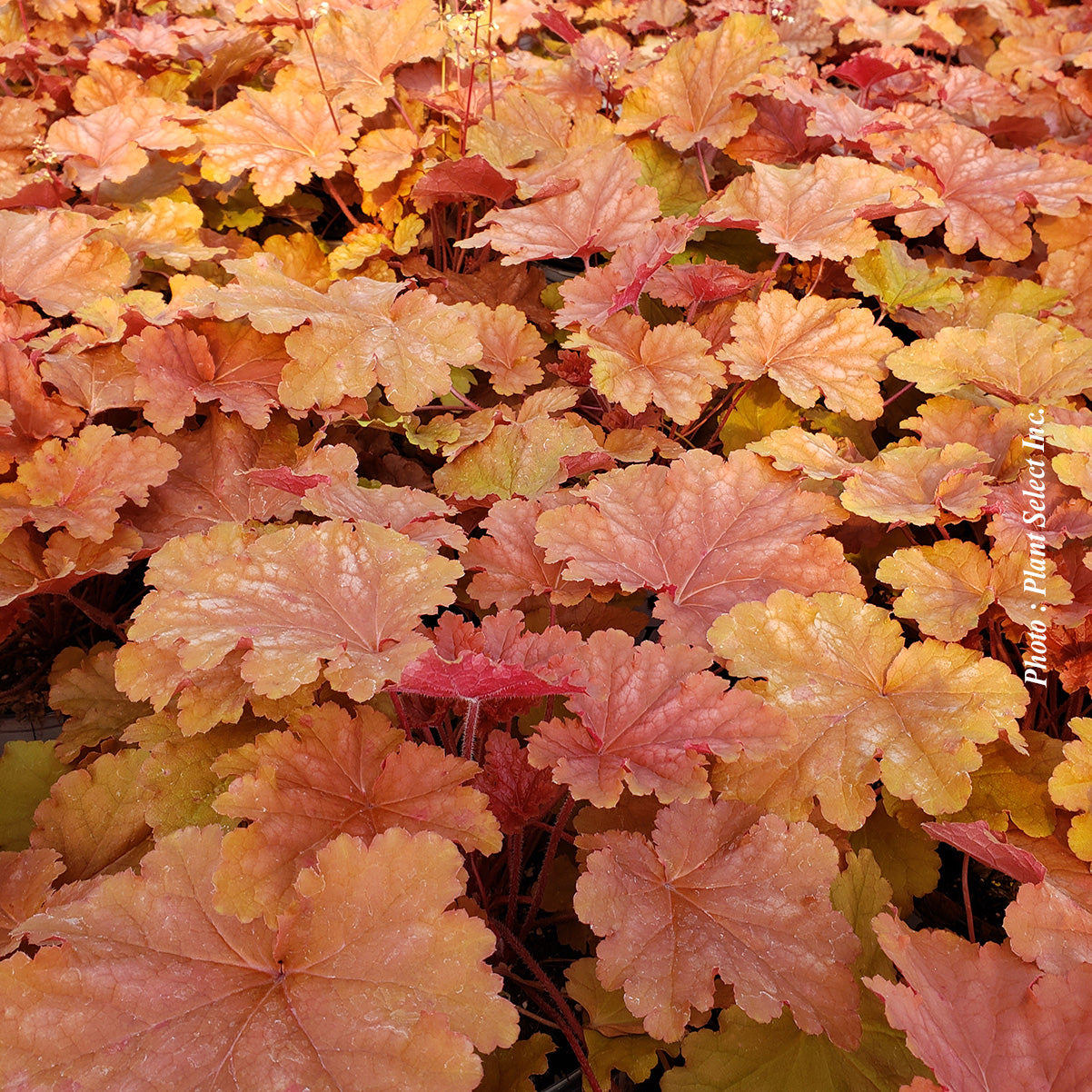 Heuchera 'Primo Peachberry Ice'