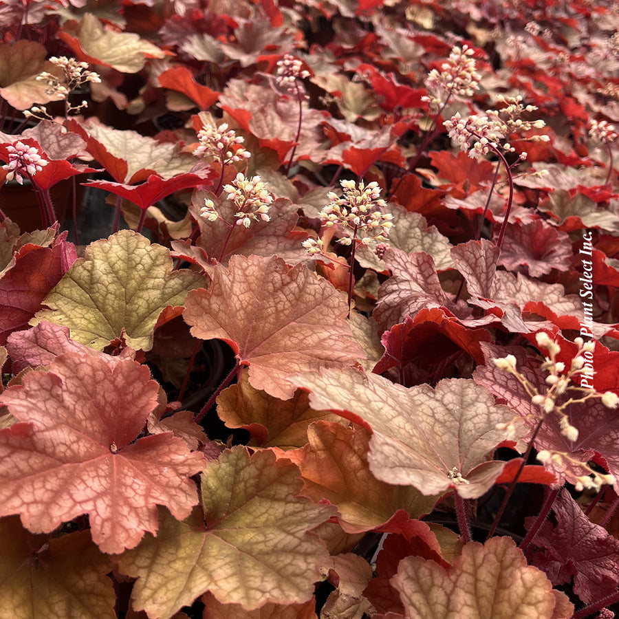 Heuchera 'City Rio'