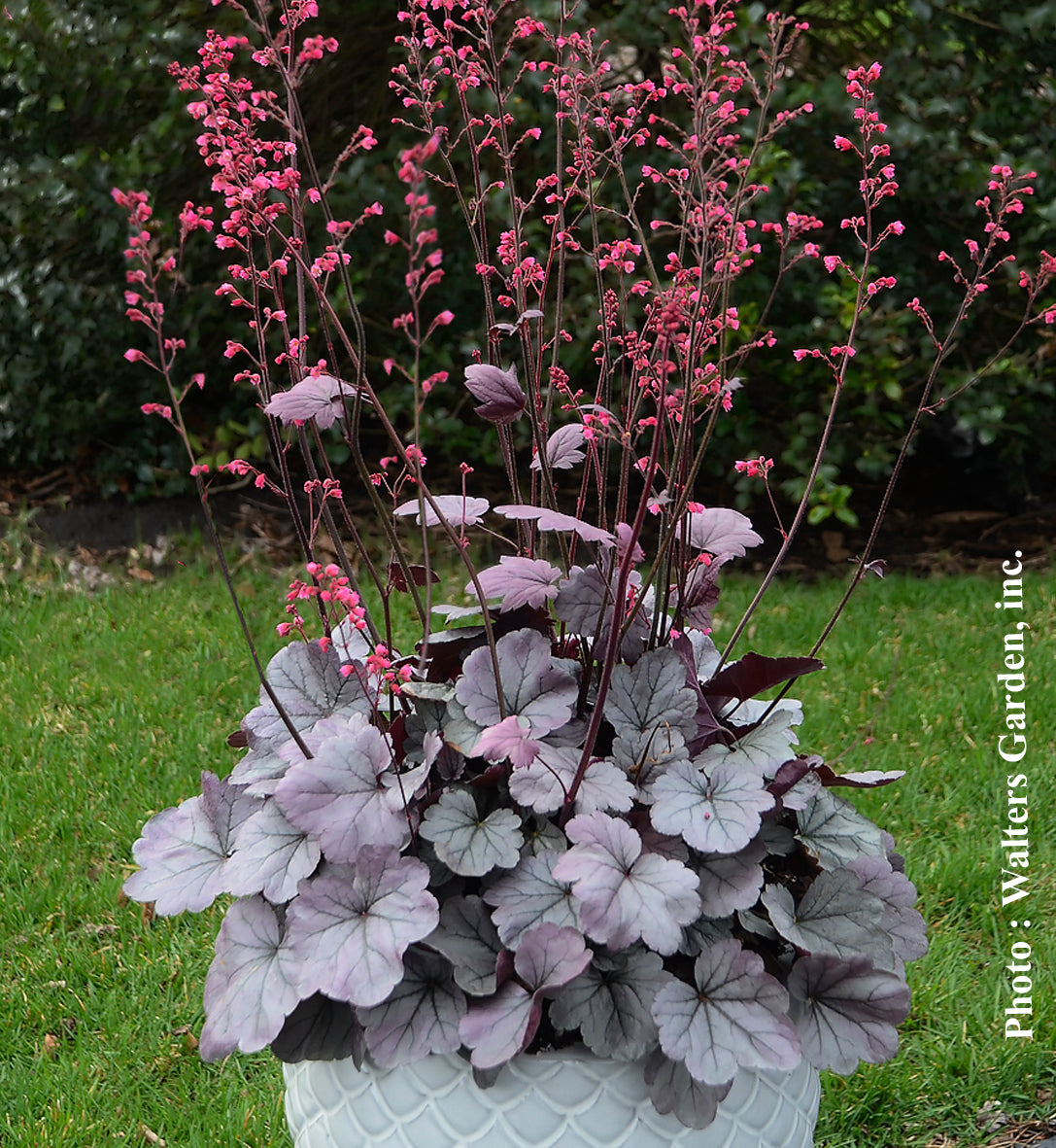 Heuchera 'Dolce Silver Gumdrop'