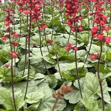 Heuchera 'Dolce Spearmint'