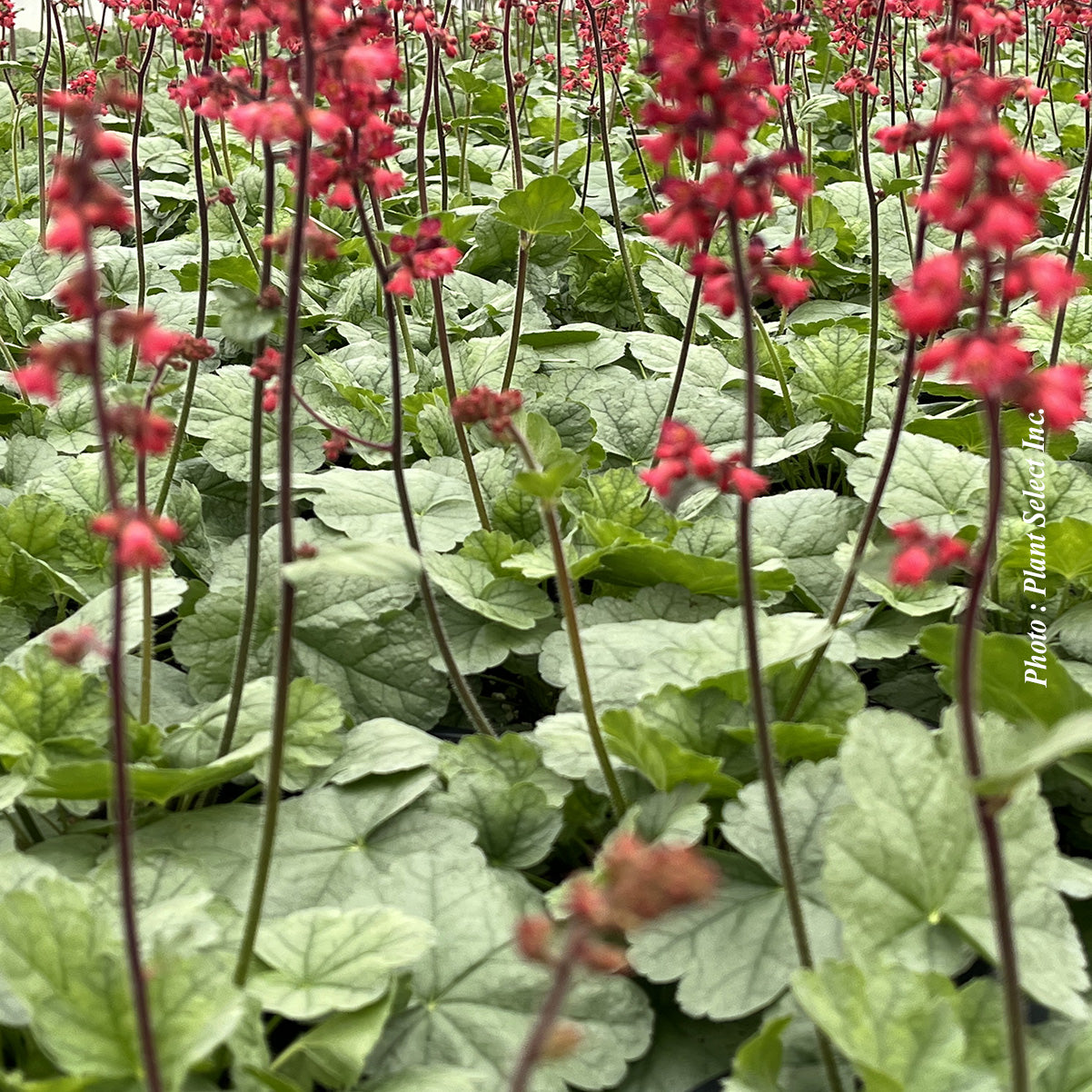Heuchera 'Dolce Spearmint'